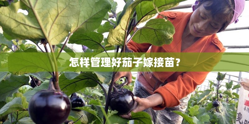 怎样管理好茄子嫁接苗？