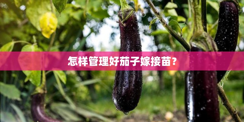 怎样管理好茄子嫁接苗？