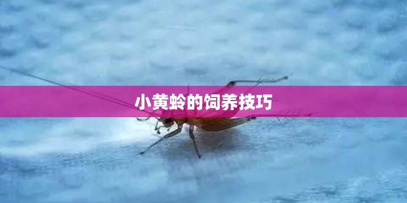 小黄蛉的饲养技巧