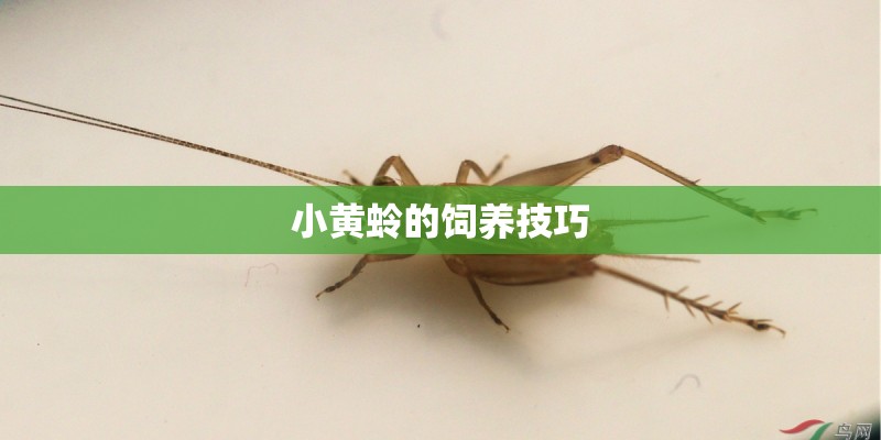 小黄蛉的饲养技巧