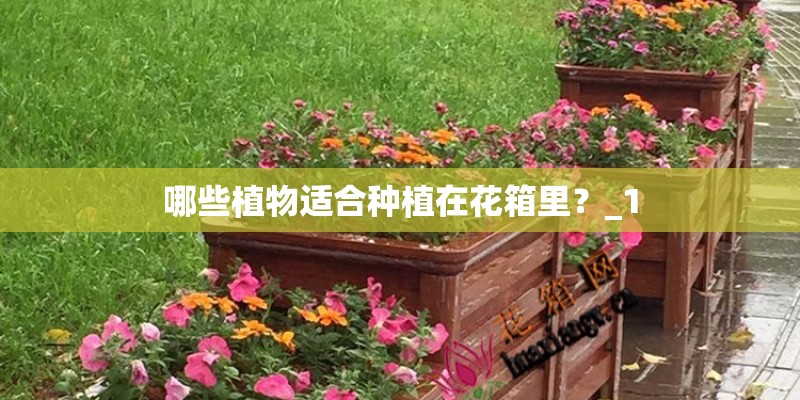 哪些植物适合种植在花箱里？_1