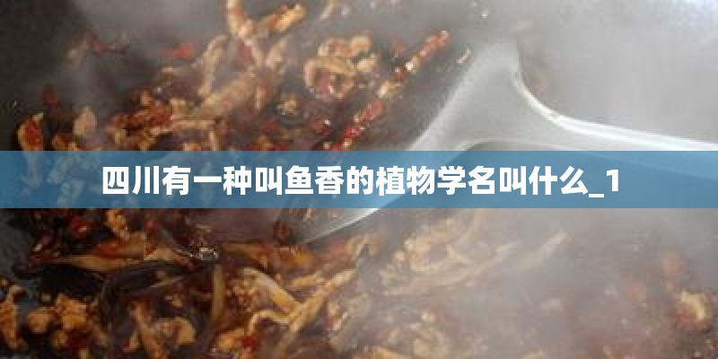 四川有一种叫鱼香的植物学名叫什么_1
