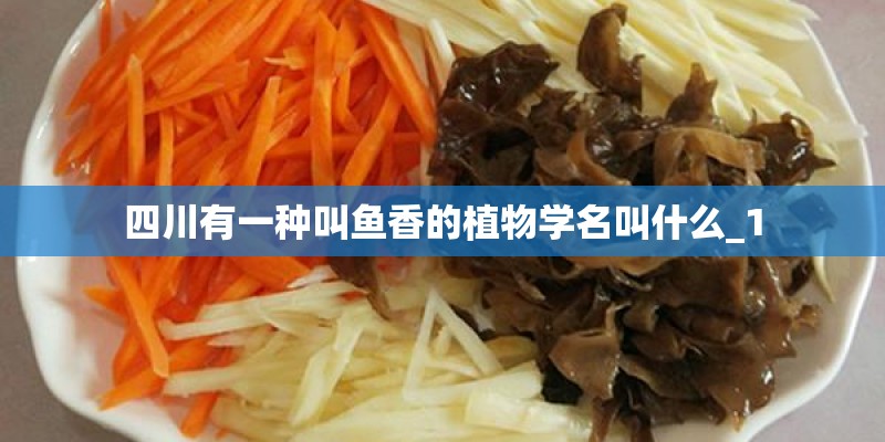 四川有一种叫鱼香的植物学名叫什么_1