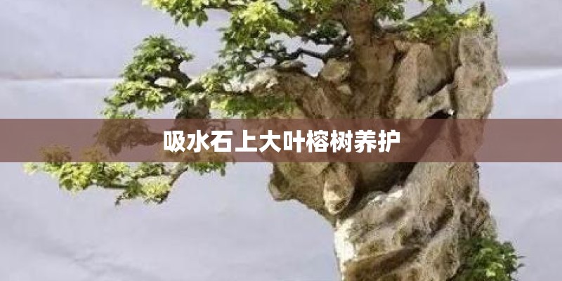 吸水石上大叶榕树养护