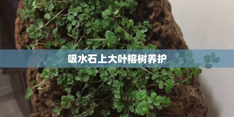吸水石上大叶榕树养护