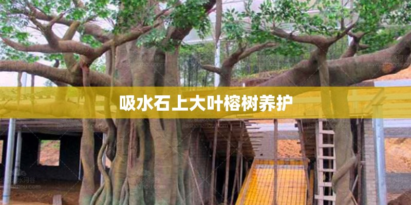 吸水石上大叶榕树养护