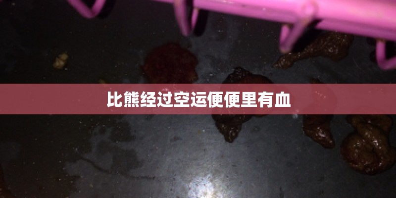 比熊经过空运便便里有血