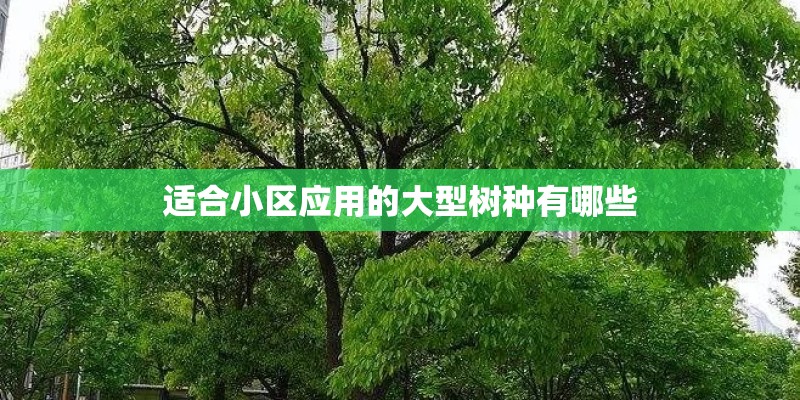 适合小区应用的大型树种有哪些