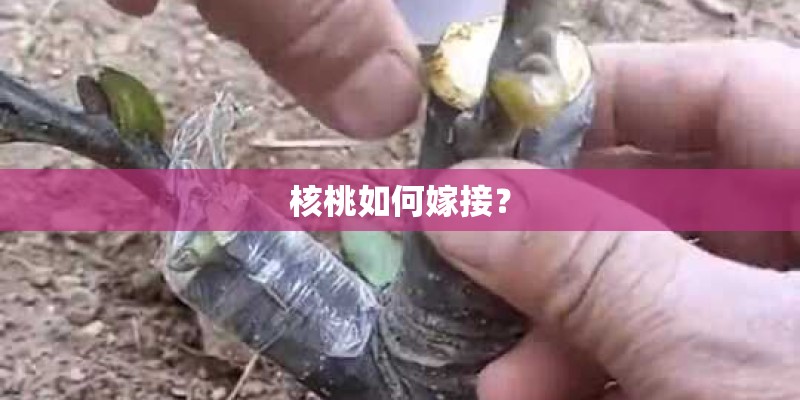 核桃如何嫁接？