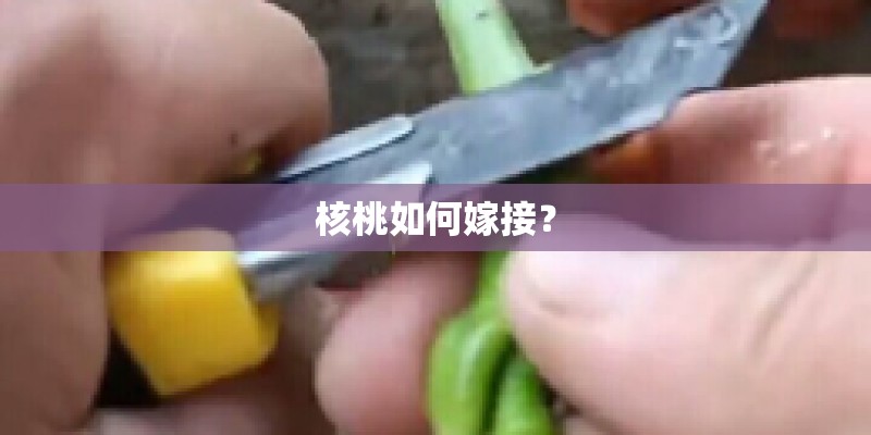核桃如何嫁接？