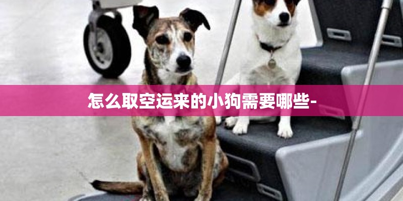 怎么取空运来的小狗需要哪些-