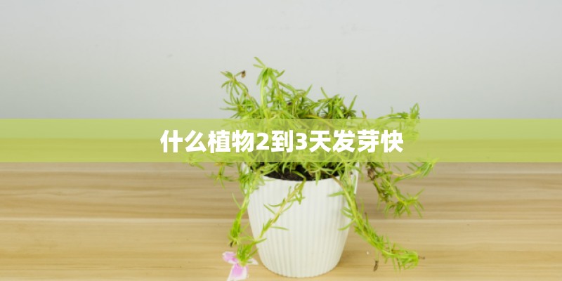 什么植物2到3天发芽快