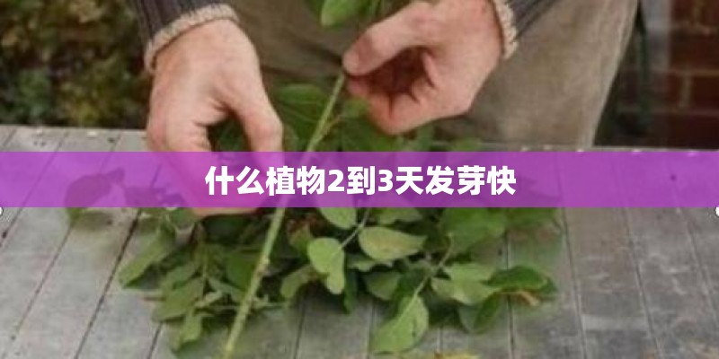 什么植物2到3天发芽快