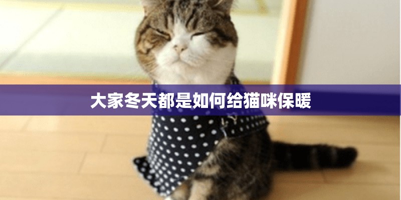 大家冬天都是如何给猫咪保暖