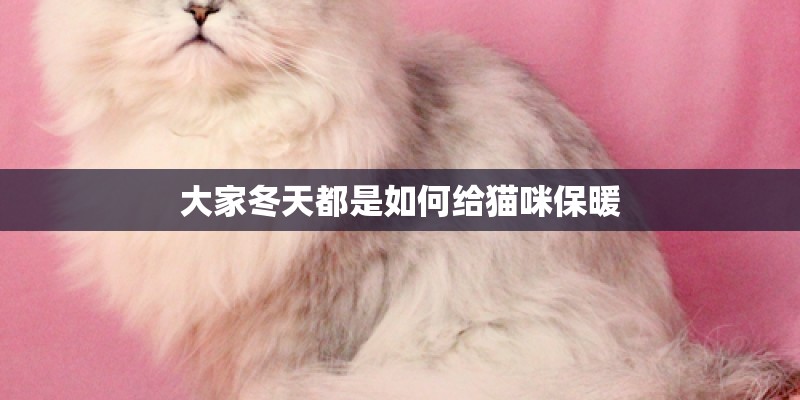 大家冬天都是如何给猫咪保暖