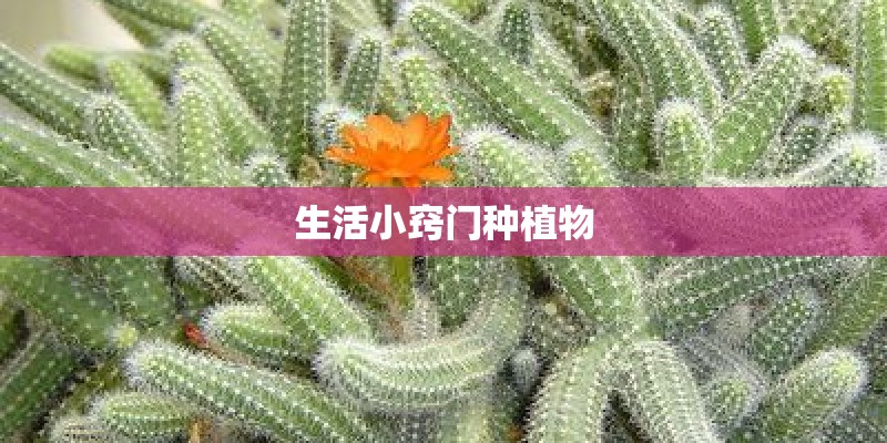 生活小窍门种植物