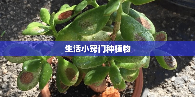 生活小窍门种植物