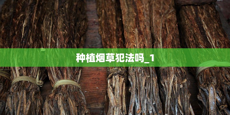 种植烟草犯法吗_1 种植烟草犯法吗_1
