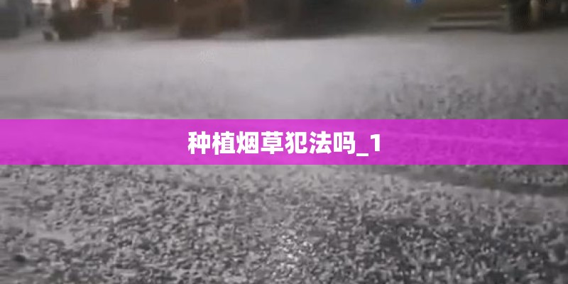 种植烟草犯法吗_1 种植烟草犯法吗_1
