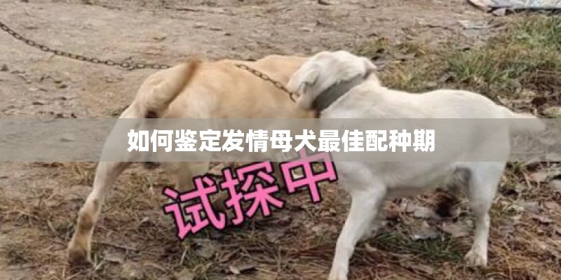 如何鉴定发情母犬最佳配种期