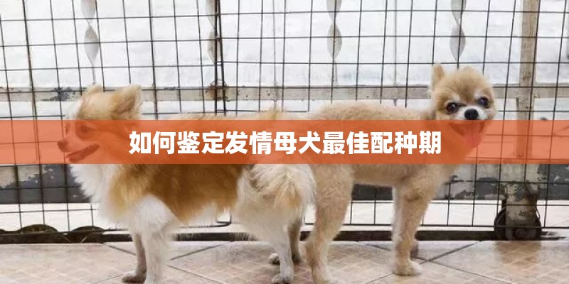 如何鉴定发情母犬最佳配种期