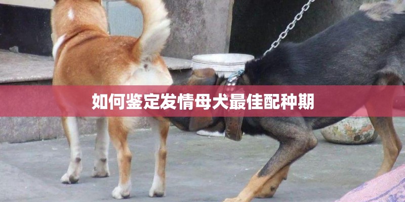 如何鉴定发情母犬最佳配种期