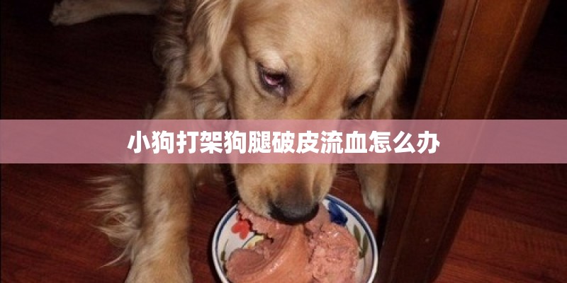 小狗打架狗腿破皮流血怎么办