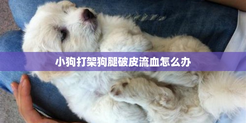 小狗打架狗腿破皮流血怎么办