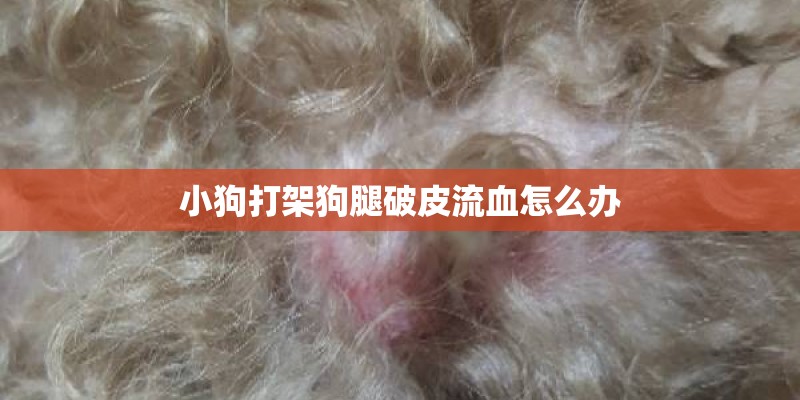 小狗打架狗腿破皮流血怎么办