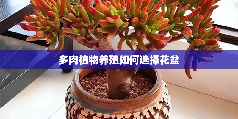 多肉植物养殖如何选择花盆
