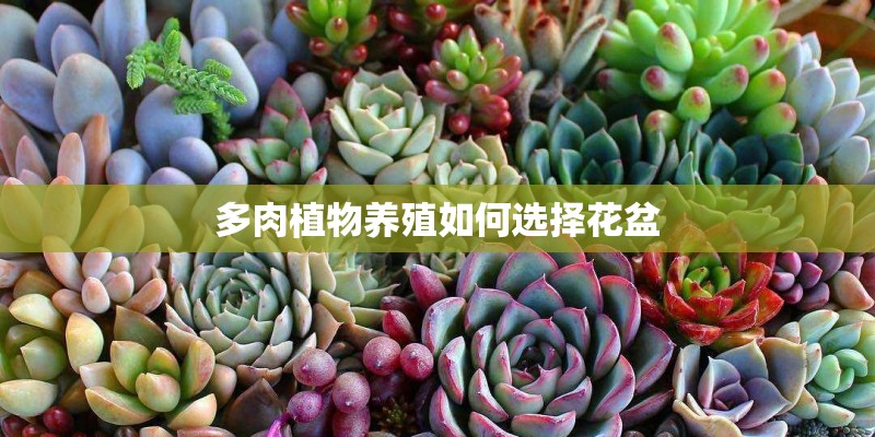 多肉植物养殖如何选择花盆