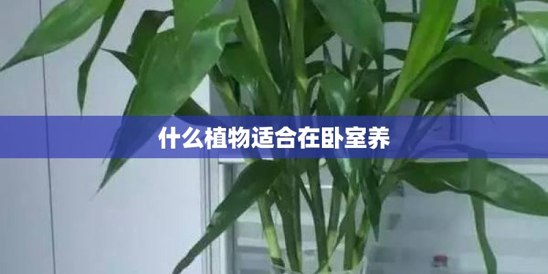 什么植物适合在卧室养