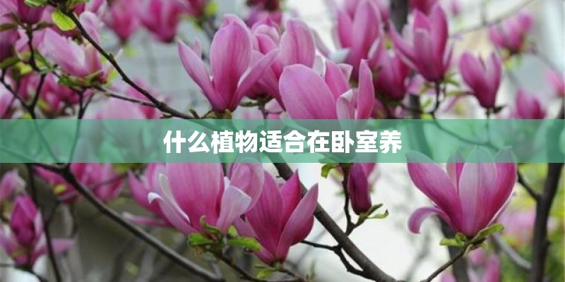 什么植物适合在卧室养