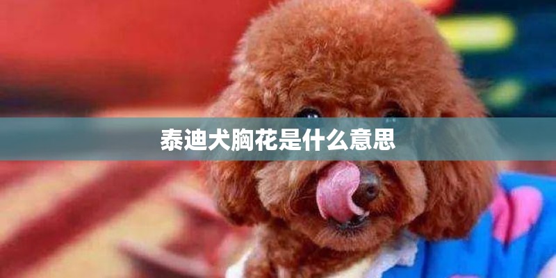 泰迪犬胸花是什么意思