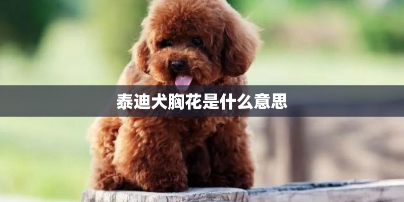 泰迪犬胸花是什么意思