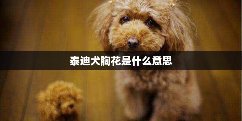 泰迪犬胸花是什么意思