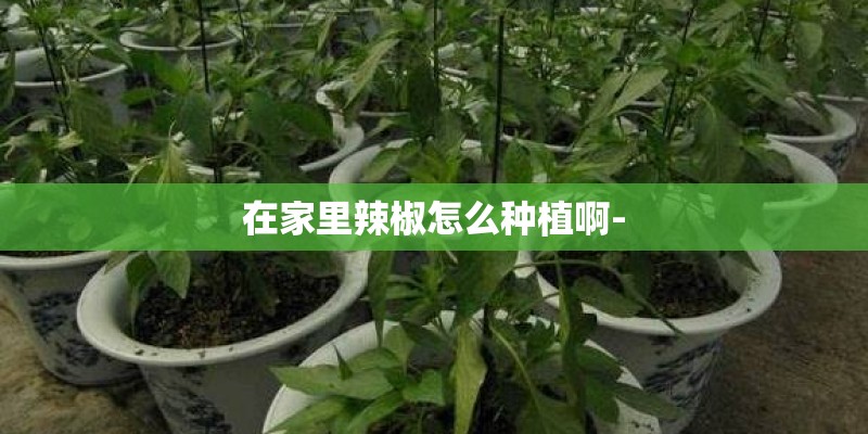 在家里辣椒怎么种植啊-