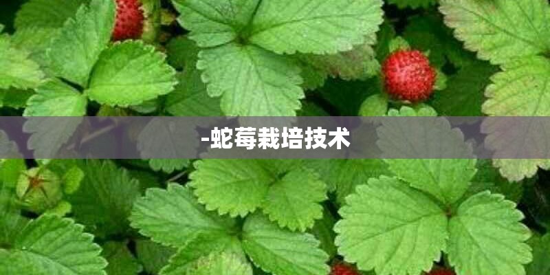-蛇莓栽培技术