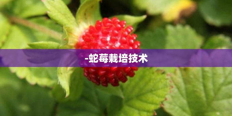 -蛇莓栽培技术