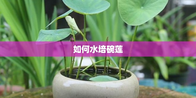 如何水培碗莲