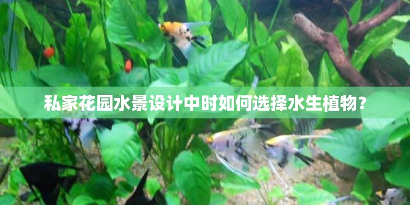 私家花园水景设计中时如何选择水生植物？