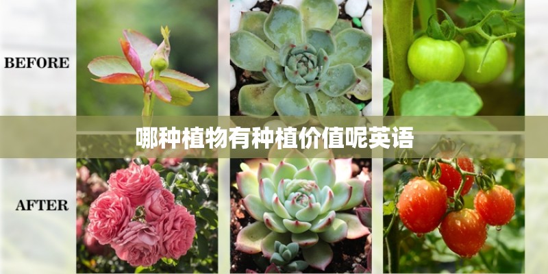哪种植物有种植价值呢英语