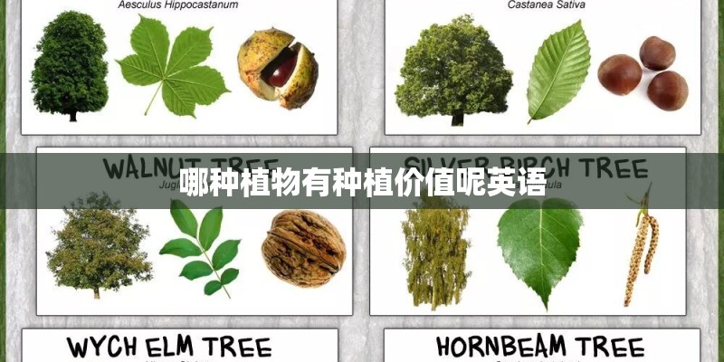 哪种植物有种植价值呢英语