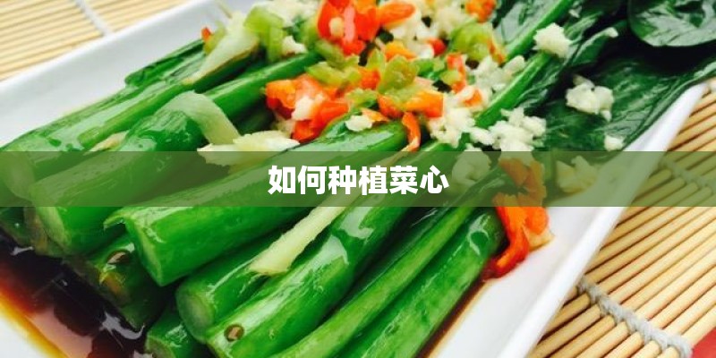 如何种植菜心