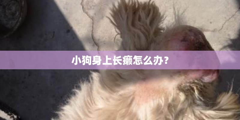 小狗身上长癞怎么办？