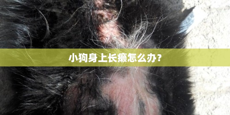 小狗身上长癞怎么办？