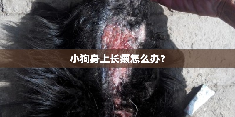 小狗身上长癞怎么办？