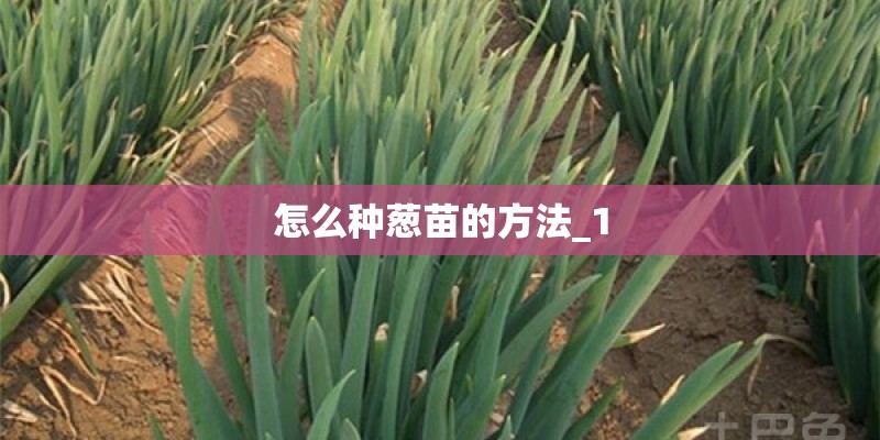 怎么种葱苗的方法_1 怎么种葱苗的方法_1