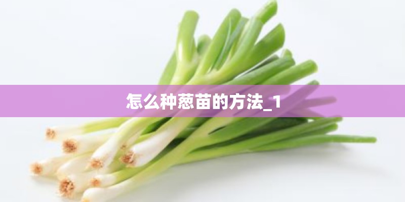 怎么种葱苗的方法_1 怎么种葱苗的方法_1