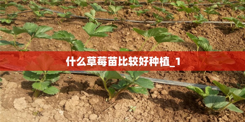 什么草莓苗比较好种植_1